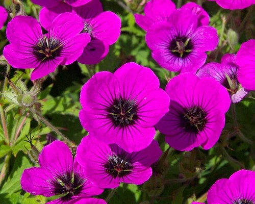 Geranium psilostemon hardy - ,