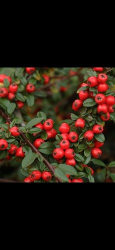 Cotoneaster coral beauty - 4,