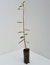 5 Pussy Willow Trees- Salix