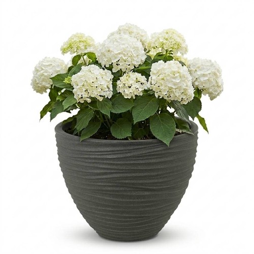 Large round modern - large,