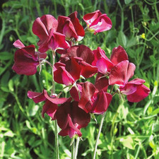 Sweet Pea Lathyrus odoratus Spencer Beaujolais 30 seeds+FREE PLANT LABEL