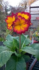 X3 Yes THREE Polyanthus Firecracker 1ltr Pots Ready To Flower
