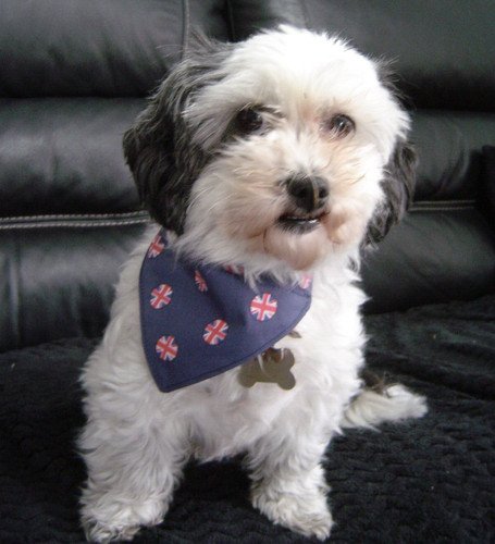 Dotty dog handmade - dotty,
