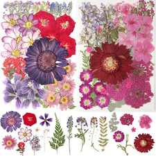 2 Packs 22 Types 100Pcs Dried