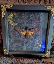 Framed Taxidermy Deaths Head