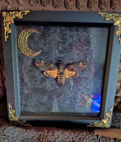 Framed taxidermy deaths head - framed,