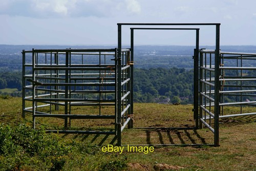 Photo 12x8 cattle - photo, pen