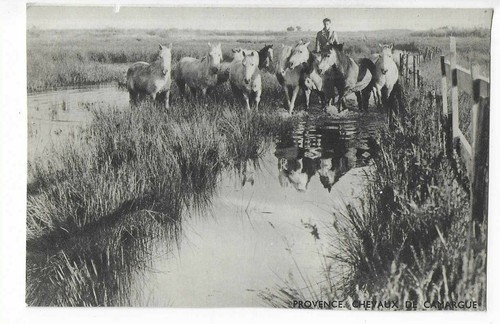 Camargue horses - camargue,