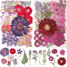 2 Packs 22 Types 100Pcs Dried