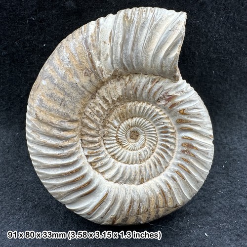 Perisphinctes ammonite fossil - perisphinctes,