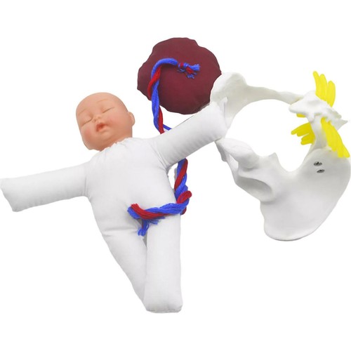 Human female pelvis - pelvis, model