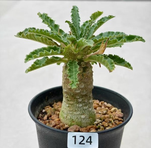 1pcs raresucculent plant - 1pcs,