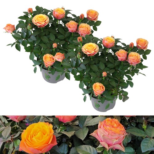 Rose indoor firebird - rose,