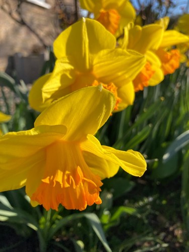 Daffodil fortune bulbs - daffodil, (bulbs
