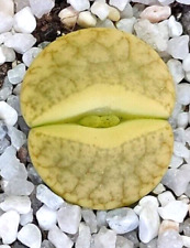LITHOPS SEEDS - L. gracilidelineata cv 'Vertigo' - 15+ seeds