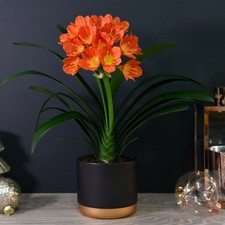 Clivia Miniata Potted