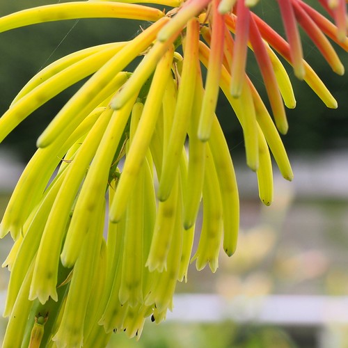 Kniphofia rufa rasta torch - rufa,