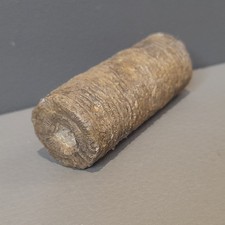 Crinoid Stem Fossil Palaeozoic