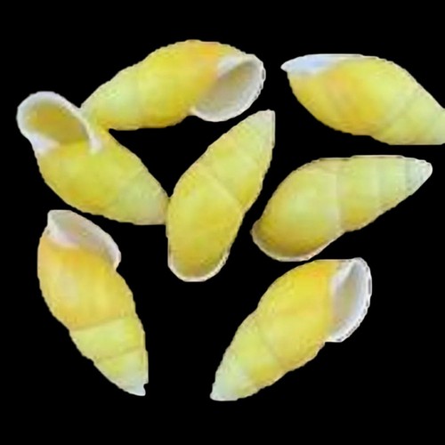 Yellow oblong land snail - yellow,