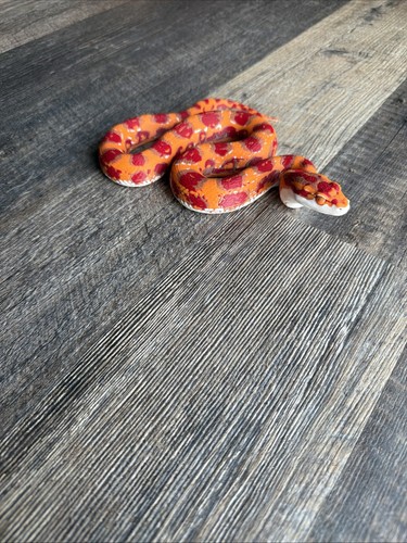 Corn snake - corn,