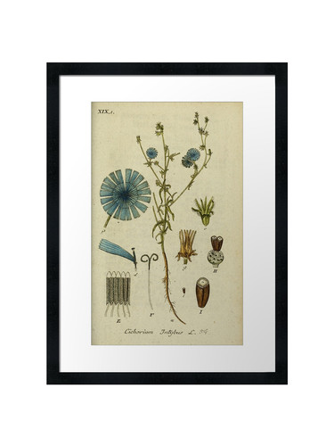 Botanical framed wall art - wall,