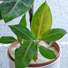 Red Tiger Banana Plant 'Musa