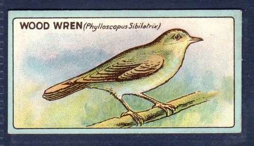 Wood wren original 1922 r - wood, r.j