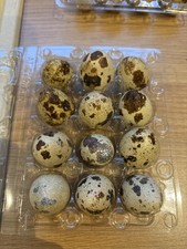 12 Japanese Quail Coturnix