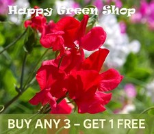 SWEET PEA - MAMMOTH SCARLET -