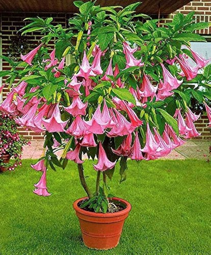 Angel trumpet bonsai - bonsai, tree