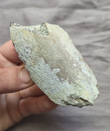 Rare tyrannosaurus rex - rare, t-rex