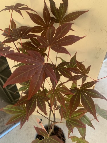Acer atropurpureum 50cm - acer,