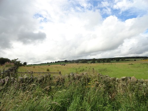 Photo 12x8 grazing field - photo,