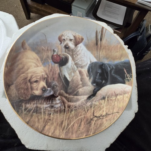 Cocker spaniel labrador - spaniel,