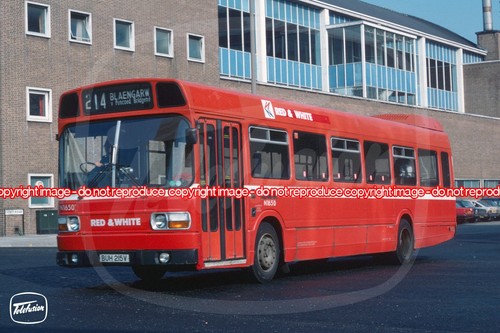 Bus photo red white n1650 - -,