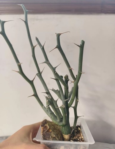 5cm rare live house - 2.5cm, plant