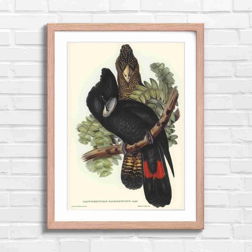 Black cockatoo vintage - black,