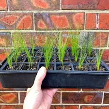 Feather Grass / Pony Tails Grass / Stipa Tenuissma ready to plant