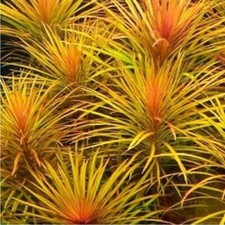 Pogostemon Stellatus Octopus Live Aquarium Plant Tank Aquascaping K2AQUA