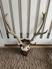 Roe Deer Stag Antlers Natural Horns Home Decor Pair