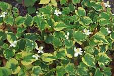 Houttuynia cordata ‘Boo