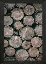 Wooden cut tree trunk Framed