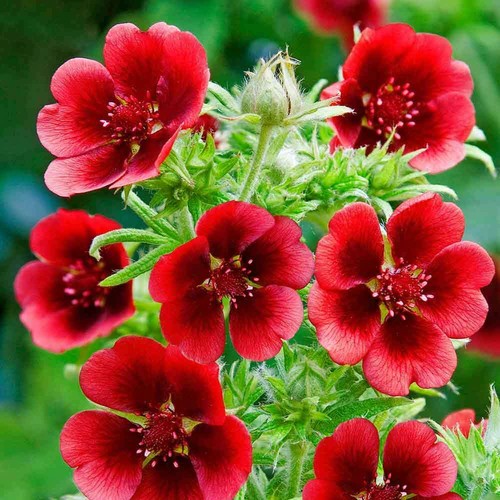 Plug plants potentilla - x,
