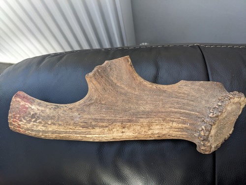 Red stag antler - antler, large