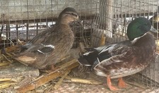 12 Call Duck Hatching Eggs