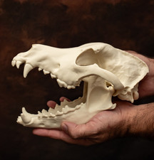 German Shepherd Skull Life
