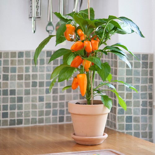 Capsicum bell pepper snack - bell,
