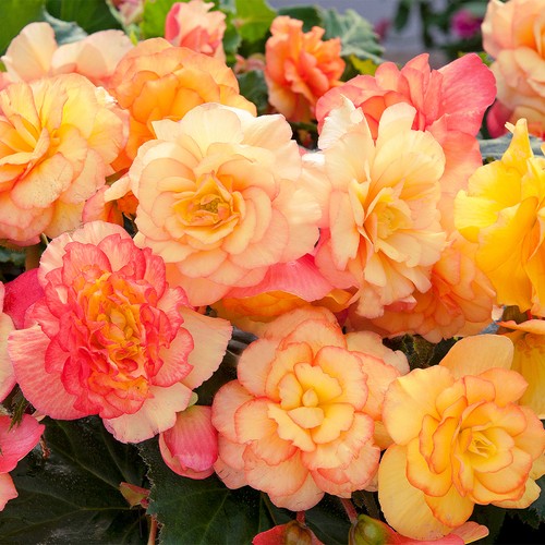 Begonia top sunset shades - top,