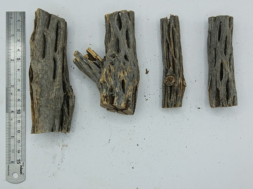 Cholla cactus wood - x,
