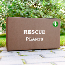 Rescue Plants! Rare Beauties-